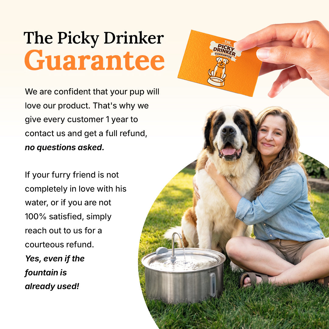 DailyPaw Fountain™