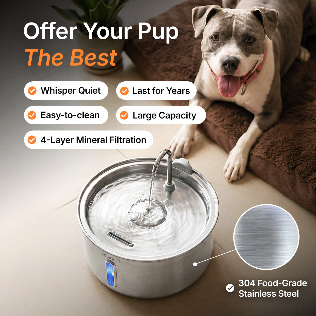 DailyPaw Fountain™
