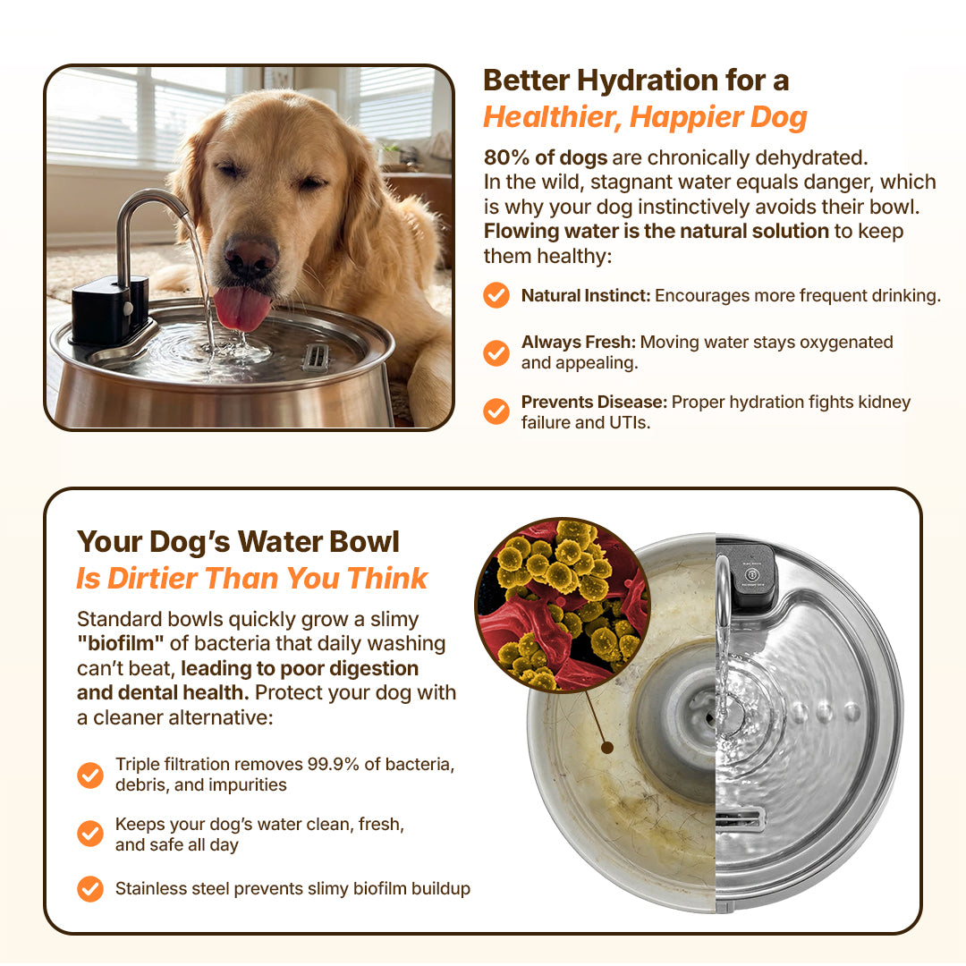 DailyPaw Fountain™